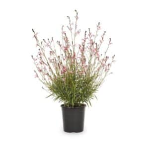 Gaura Lindheimeri Passionate Pink in Pot 18cm