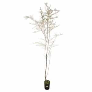 Tamarisk Gallica in Pot 20cm
