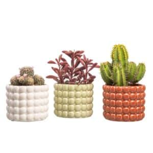 Cactus in 'Dolomite' Ceramic Pot 10cm