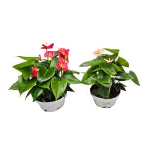 Anthurium mixed in Bowl 17cm