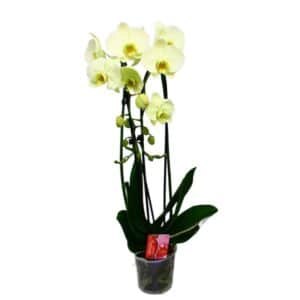 Phalaenopsis Cascade 2 stem in Pot 12cm