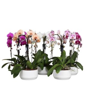 Phalaenopsis Cascade 3 stem in Pot 25cm