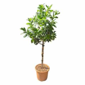 Arbutus Unedo in Pot 26cm (9ltr) Mini Alberetto
