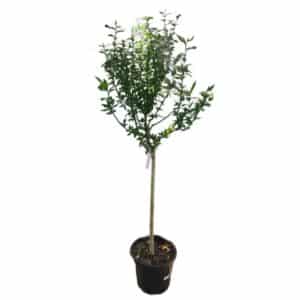 Hibiscus Sinensis in Pot 30cm (Clt.12) Mezzo Fusto