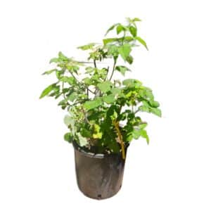 Rubus Ideaus (Raspberry) in Pot 28cm (Clt.10)