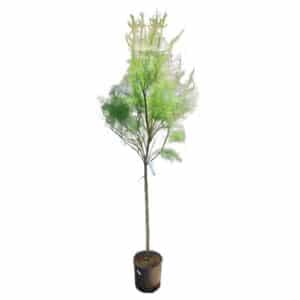 Tamarisk in Pot 44cm (Clt. 35) H175/200cm
