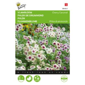 Buzzy® Phlox, Flame Flower Cherry Caramel