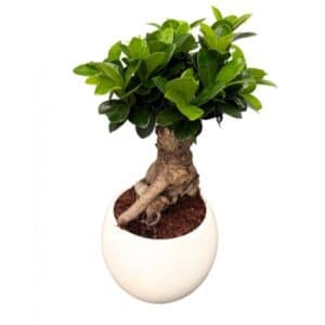 Bonsai F. Ginseng 400gr in Ceramic Pot 16cm