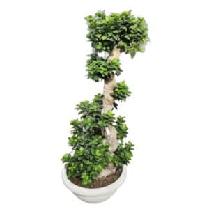 Ficus Microcarpa S Shape H140-160cm