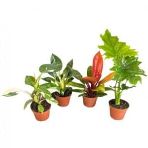 Philodendron Variegated Mix in Pot 12cm