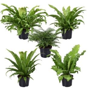 Asplenium Mix in Pot 17cm