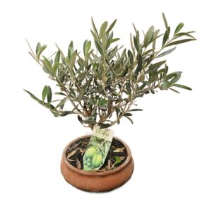 Bonsai Ulivo in Terracotta Pot 20cm