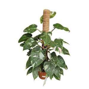 Philodendron White Princess In Pot 21cm