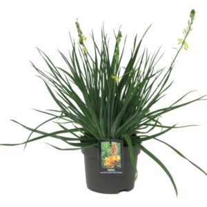 Bulbine Frutescens Jaune in pot 18cm