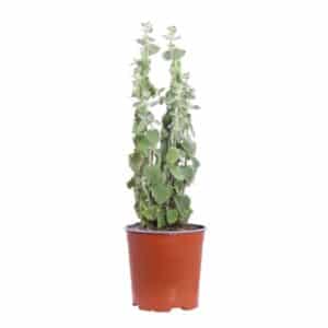 Ballota Pseudodictamnus in Pot 17cm