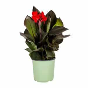 Canna x Generalis Tropical Bronze in pot 24cm