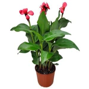 Canna x Generalis Tropical Rose in pot 24cm
