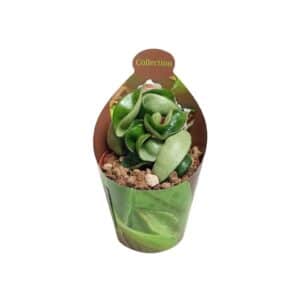 Hoya Carnosa in Pot 6.5cm