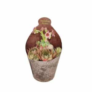 Poker Succulent Arrangement In Pot 6.5cm