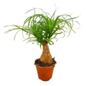 Beucarnea in Pot 14cm