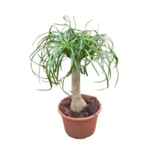 Beucarnea in Pot 17cm