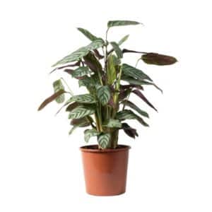 Calathea 'Compact Star' in Pot 17cm