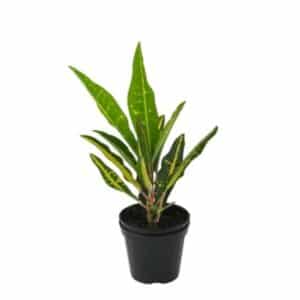 Croton Gold Moon in Pot 8cm