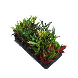Croton Mix in Pot 8cm