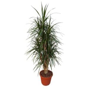 Dracaena Marginata in Pot 30cm H90cm
