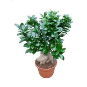Ficus Ginseng 500gr in Pot 20cm
