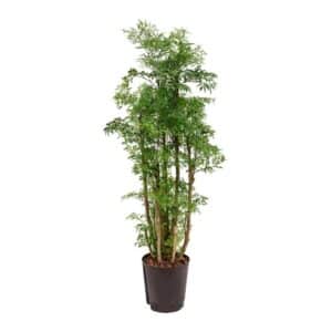 Polyscias Ming in Pot 27cm