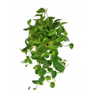 Pothos Aurea in Basket 17cm