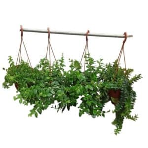 Aeschynanthus Mix in Basket 17cm