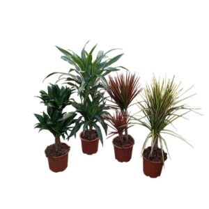 Dracaena Mix H30-10cm