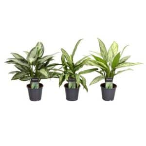 Aglaonema Mix In Pot 21cm