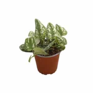 Scindapsus Picta in Pot 13cm