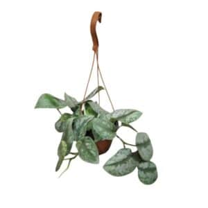 Scindapsus Silver Splash in Basket 17cm