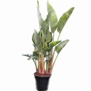 Sterlitzia Augusta in Pot 60cm