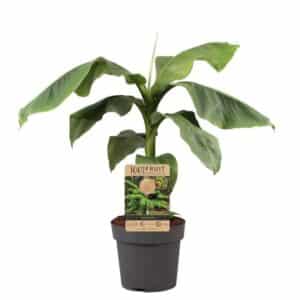 Musa Basjoo in pot 21cm