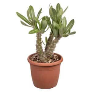 Pachypodium Saundersii In Pot 17cm