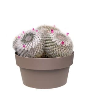 Mammillaria Hahniana In Bowl 20cm