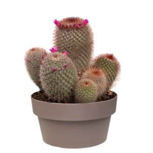 Mammillaria Ernestii In Bowl 20cm