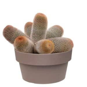 Mammillaria Spinosissima In Bowl 20cm