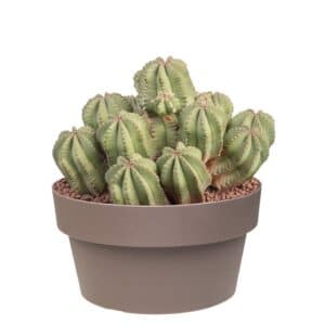 Euphorbia Fruticosa Inermis In Bowl 20cm