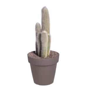 Cleistocactus Strausii In Pot 20cm