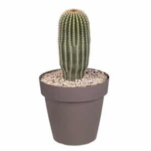 Neobuxbaumia Polylopha In Pot 20cm