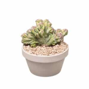 Myrtillocactus Geometrizans Crestato In Bowl 15cm