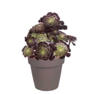Aeonium Arboreum In Pot 20cm
