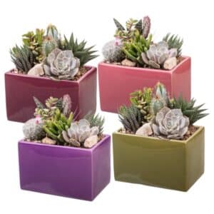 Cactus And Succulent Composition In Ceramic Pot 18x18cm