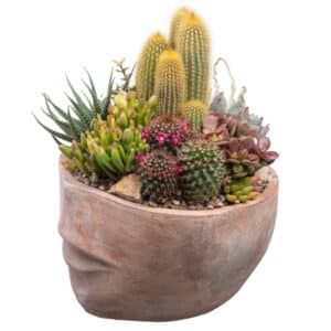 Cactus And Succulent Composition In Terracotta Pot 24cm